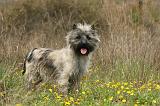 CAIRN TERRIER 621